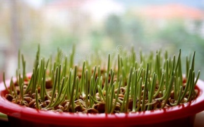 Данас се сеје пшеница за Божић